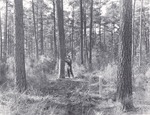 CP7-T64-210 - Sam Houston National Forest 1959 002