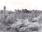 CP9-T64-262 - Sam Houston National Forest 1959 by United States Forest Service