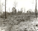 CP11-T64-258 - Sam Houston National Forest 1960