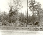CP11-T64-259 - Sam Houston National Forest 1960 by United States Forest Service