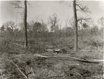CP11-T64-261 - Sam Houston National Forest 1960 by United States Forest Service