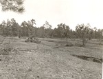 CP11-T64-348 - Sam Houston National Forest 1960