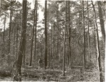 CP13-T64-214 - Sam Houston National Forest 1960 by United States Forest Service
