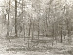 CP14-T64-318 - Sam Houston National Forest 1960