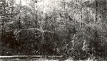 CP37-3643 - Sam Houston National Forest 1950 001
