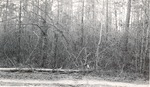 CP37-3643 - Sam Houston National Forest 1951 002
