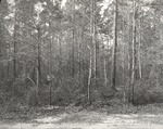 CP37-3643 - Sam Houston National Forest 1955 003
