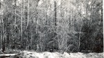 CP38-02 - Sam Houston National Forest 1955 002
