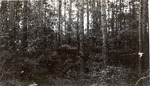 CP39-3646 - Sam Houston National Forest 1950 001