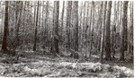 CP39-3646 - Sam Houston National Forest 1951 002 by United States Forest Service