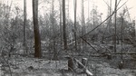 CP40-03 - Sam Houston National Forest 1950 001 by United States Forest Service