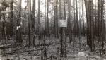 CP40-03 - Sam Houston National Forest 1950 002