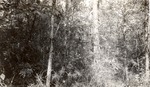 CP41-04 - Sam Houston National Forest 1950 001