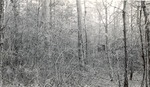 CP41-04 - Sam Houston National Forest 1951 002 by United States Forest Service