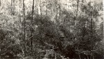 CP42-05 - Sam Houston National Forest 1950 001