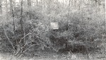 CP42-05 - Sam Houston National Forest 1951 002