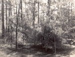 CP42-05 - Sam Houston National Forest 1955 003 by United States Forest Service
