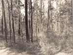 CP43-06 - Sam Houston National Forest 1955 003 by United States Forest Service