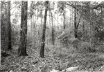 CP5103 - Little Lake - Sam Houston National Forest 1987 by United States Forest Service