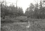 CP5104 - Little Lake - Sam Houston National Forest 1987