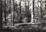 CP5105 - Little Lake - Sam Houston National Forest 1987 by United States Forest Service