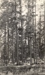 406526 - Sabine National Forest 1940