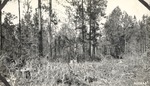 CP12-400843 - Sabine National Forest 1939 001 by United States Forest Service