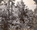 CP12-400843 - Sabine National Forest 1947 002