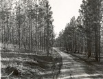 CP12-400843 - Sabine National Forest 1960 004 by United States Forest Service