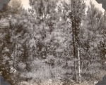 CP13-400842 - Sabine National Forest 1947 002 by United States Forest Service