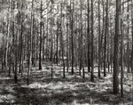 CP14-3312 - Sabine National Forest 1956