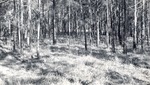 CP14-400841 - Sabine National Forest 1950 003