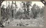 CP14-447605 - Sabine National Forest 1947 by United States Forest Service
