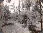 CP15-400840 - Sabine National Forest 1947 002 by United States Forest Service