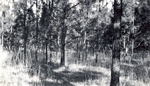 CP15-400840 - Sabine National Forest 1950 003