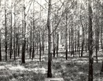 CP15-400840 - Sabine National Forest 1956 004