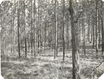CP15-400840 - Sabine National Forest 1960 005