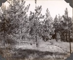 CP16-400843 - Sabine National Forest 1947 001