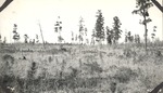CP17-400848 - Sabine National Forest 1939 001