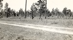 CP30 T64-268 - Angelina National Forest 1944 by United States Forest Service