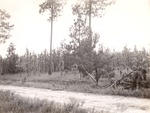 CP30 T64-268 - Angelina National Forest 1947 by United States Forest Service
