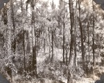 CP17-400848 - Sabine National Forest 1947 002