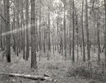 CP17-400848 - Sabine National Forest 1956 004