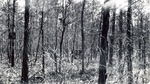 CP18-400843 - Sabine National Forest 1950 003