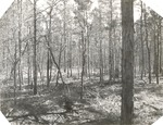 CP18-400843 - Sabine National Forest 1960 004 by United States Forest Service