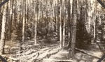 CP19-400844 - Sabine National Forest 1939 001