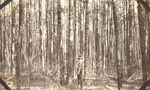 CP20-400845 - Sabine National Forest 1939 001