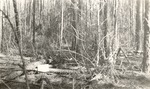 CP34-01 - Sabine National Forest 1954 002