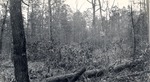 CP35-02 - Sabine National Forest 1950