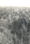 CP36-03-1 - Sabine National Forest 1950 by United States Forest Service